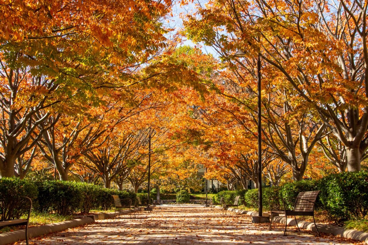 virginia-in-fall